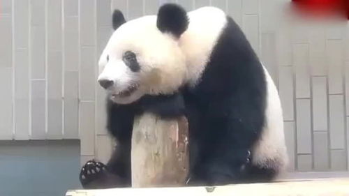 没啥盼头是什么意思，盼头指什么生肖