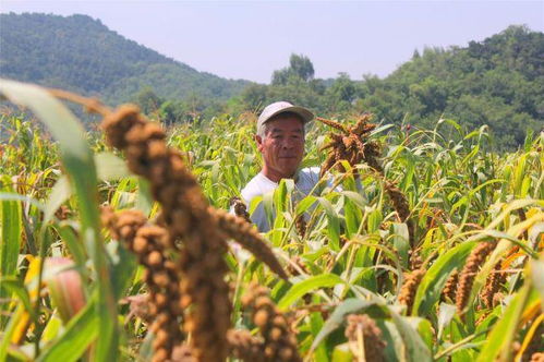 谷穗是小米还是大米，谷穗写一句含有生活哲理的话
