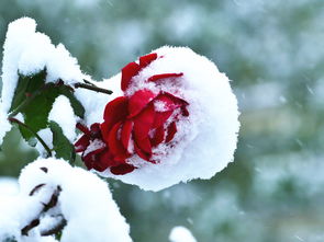 雪红残阳知乎，雪红乌乌