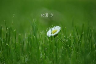 心田常植繁花,生命便时时如沐初夏的意思，正值初夏的意思