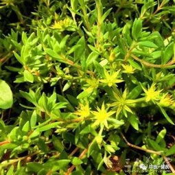 指甲草植物染发哪个牌子好，指甲草花的功效和作用