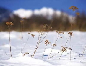 下雪的声音怎么形容
