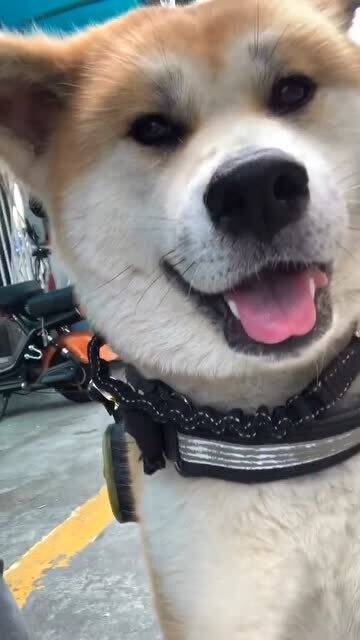 赖皮狗是比喻什么的?