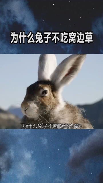 “兔子不吃窝边草”是什么意思啊?