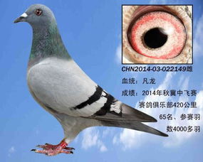 鸽子是什么意思 鸽子造句