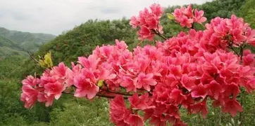 杜绝的拼音，杜鹃的拼音怎么写的拼音怎么读