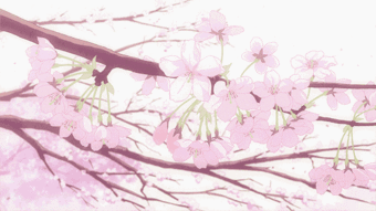 樱花的拼音怎么写