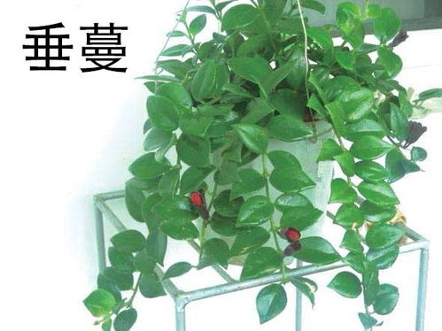 蔓字读音是什么?