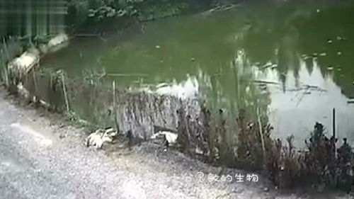 什么的小雨