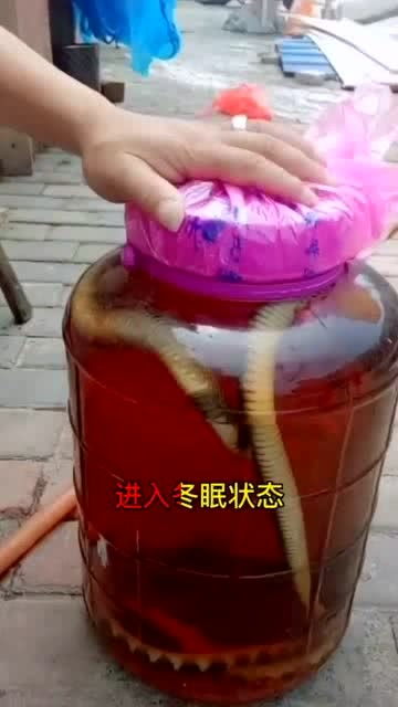 被酒的读音，被酒什么意思