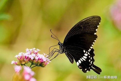 化茧成蝶是什么意思