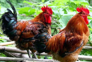 方言草鸡是什么意思，胶东方言草鸡是什么意思