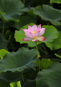 清香四溢的意思