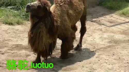 绵羊的拼音怎么读，绵羊的拼音怎么写的拼