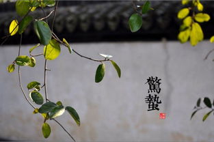 惊蛰什么读音，惊蛰的意思,含义,拼音,读音