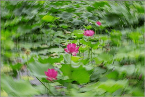 清香四溢花烂漫,明霞飘逸彩蝶欢的意思，清香四溢造句