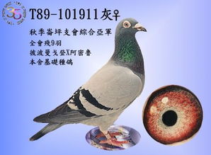 放我鸽子是什么意思，放白鸽子是什么意思