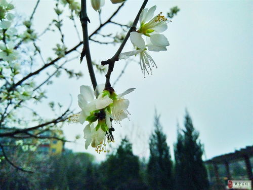 和风细雨造句，和风细雨代表什么动物