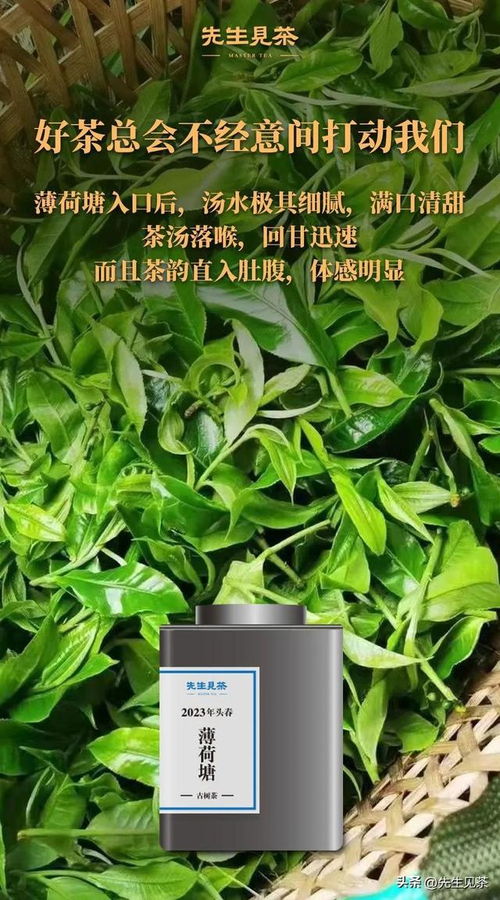“薄荷”的读音是什么?