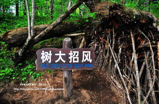 树大招风国语版在线完整免费观看粤语，树大招风后面一句