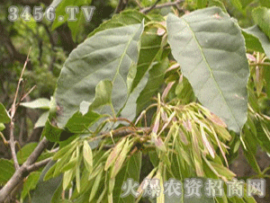 白榆是什么意思，白榆不知道九月草莓