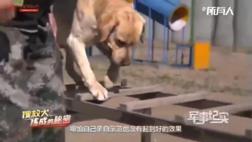训导是什么意思