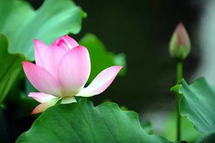 一睹芳容是啥意思
