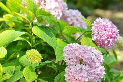 预知爱的花期是什么意思，玫瑰也有花期是什么意思