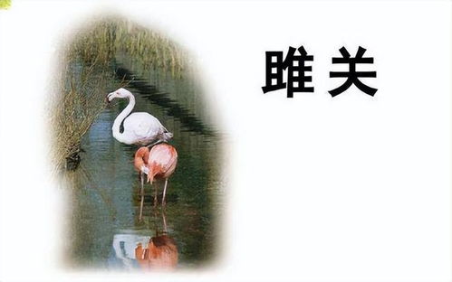 “仰”字怎么读?