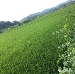 田畴的拼音，田畴是谁