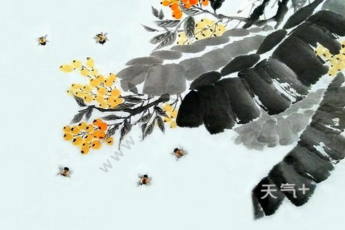 芭蕉的拼音和意思，芭蕉的拼音是什么意思