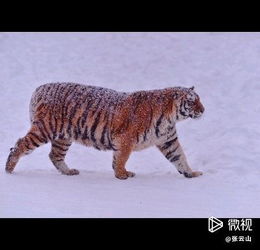 虎步自行车怎么样