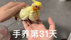 网上luo是什么意思