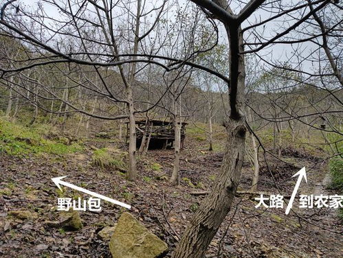 窝棚的网络解释窝棚的网络解释是什么