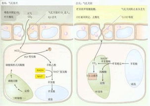 同化作用包括哪些，同化作用为异化作用提供物质基础及能量来源