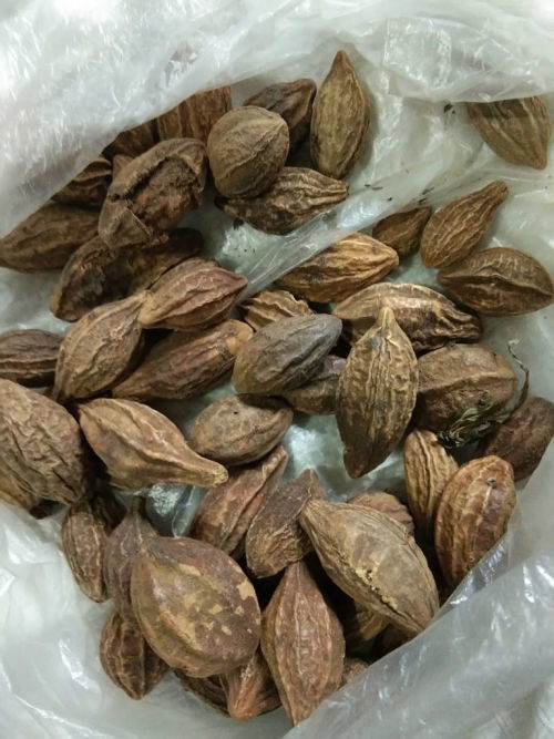 大料是什么食材，浑身毛毛的大料是什么