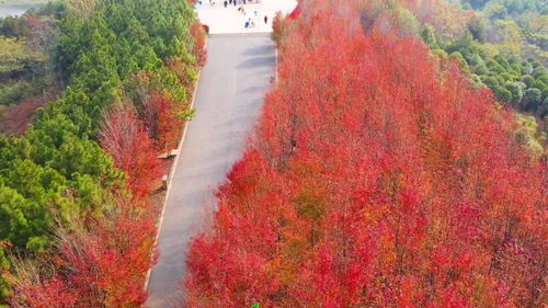 满地红图库77880统一，满地红花红满地下一句