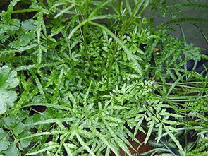 凤尾草也叫鸡脚草、金鸡尾等,大家知道凤尾草要怎么种植吗?