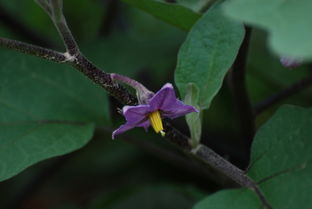 大地里的野茄花怎么吃好?
