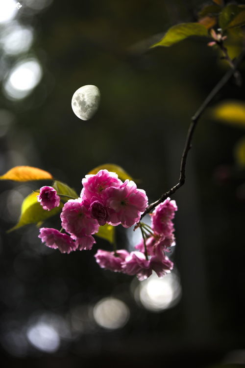 花前月下什么意思什么场地，成语花前月下什么意思