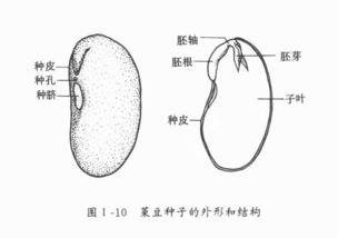 种脐有什么作用，种脐和种孔的作用