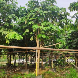无忧树和菩提树区别，无忧树酒店