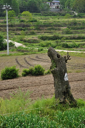 农村树木砍伐规定