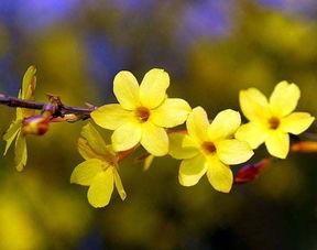 迎春花拼音怎么读，迎春花拼音怎么拼音声调