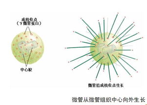 微管、微丝、中间纤维都是什么?