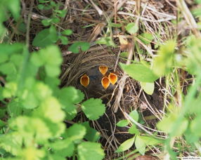 一个鸟窝的拼音，鸟窝的拼音和组词