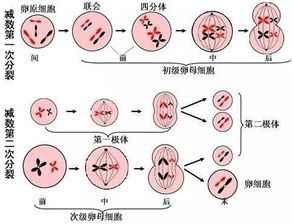 什么叫减数什么叫被减数视频，减数是什么意思?