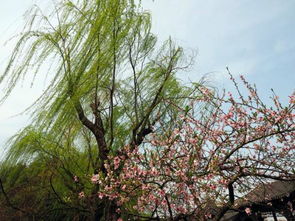 山重水复疑无路柳暗花明是什么意思，静待柳暗花明是什么意思