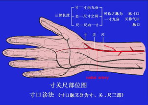 中医的寸脉,关脉,尺脉分别在哪里,表示什么?