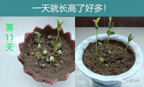 种豆子需要施肥吗，种豆子的步骤有哪些